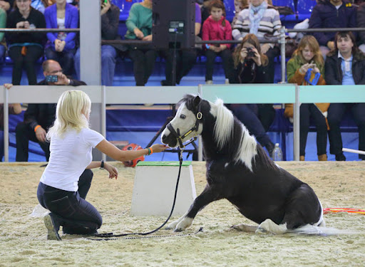馬匹博覽會，馬展現(xiàn)場，莫斯科馬博覽會現(xiàn)場